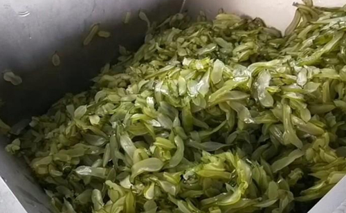 海帶片食品加工脫水后調料入味